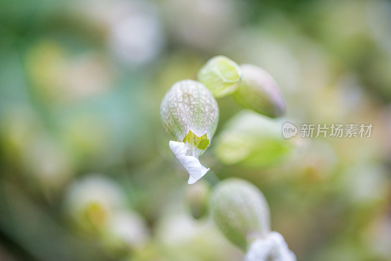 膀胱炎(silene vulgaris)